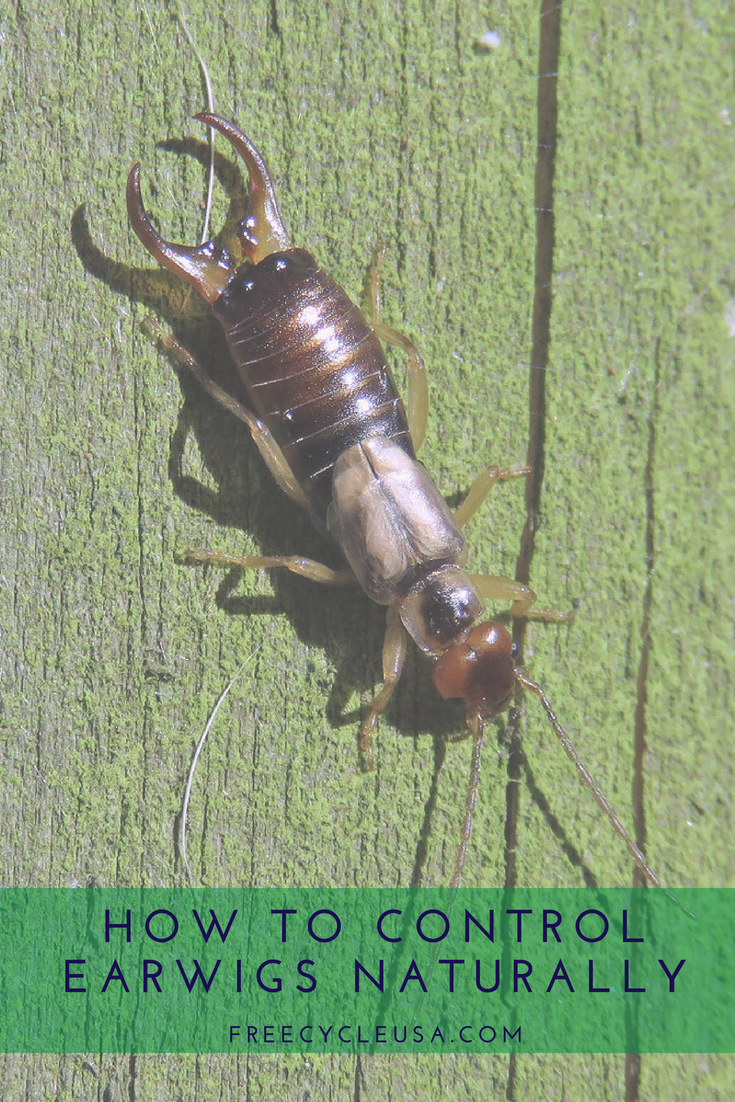 How to Control Earwigs Naturally FREECYCLE USA